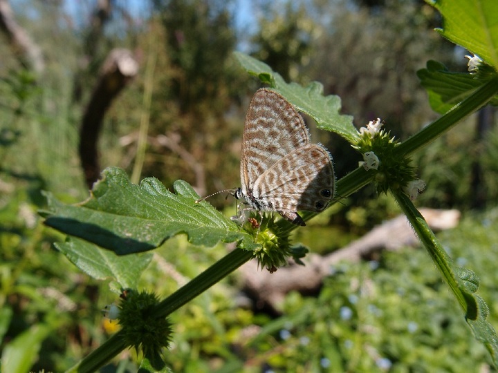 Stagno per anfibi